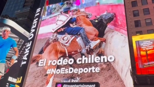 Rodeo: Campaña #NoEsDeporte llega a Times Square