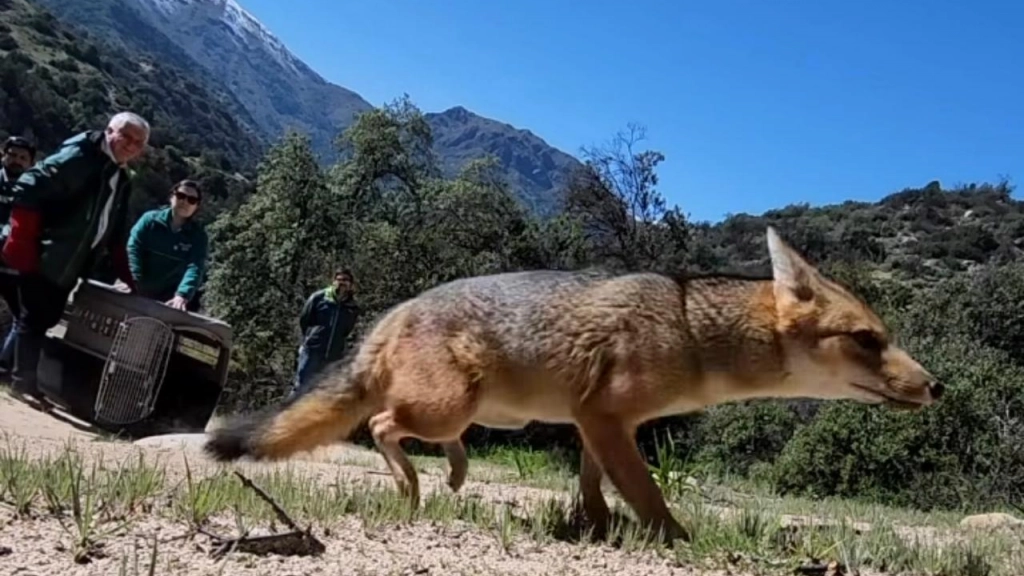 Zorro culpeo capturado en Las Condes, Instagram Zoológico Nacional