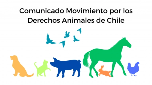 Organizaciones animalistas se declaran en alerta por rechazo a la iniciativa Chile por los animales y enmienda a favor del rodeo
