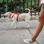 Pasea con tu perro: Experta detalla 7 beneficios de caminar