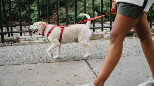 Pasea con tu perro: Experta detalla 7 beneficios de caminar
