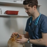 Cómo evitar el miedo al veterinario en nuestros animales