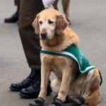 Perros de Carabineros se jubilaron tras la Parada Militar