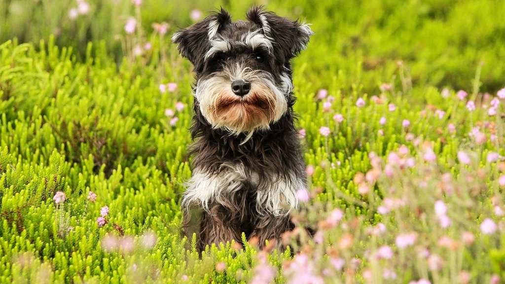 Perro primavera, Pixabay
