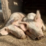 Italia: Autoridades ordenan matar a los cerdos de un santuario de animales por gripe porcina