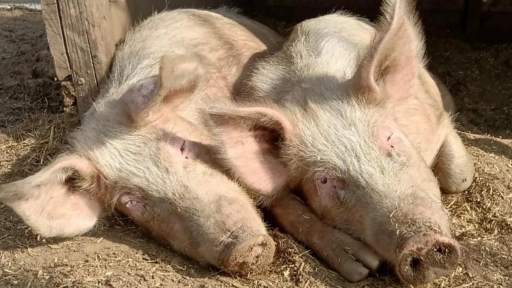 Italia: Autoridades ordenan matar a los cerdos de un santuario de animales por gripe porcina