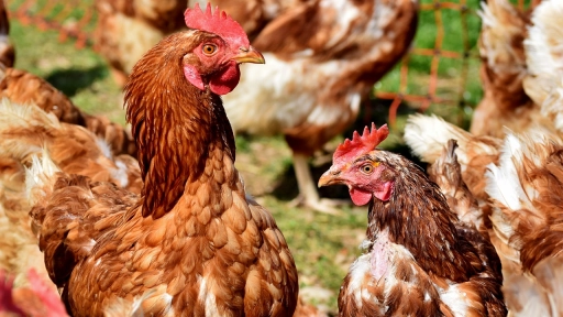 Ipsos: Cinco de cada 10 chilenos estaría dispuesto a pagar más para consumir huevos de gallina libre