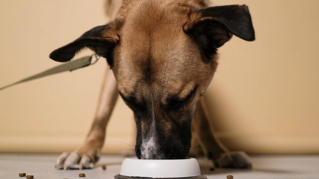 Alimentación perros y gatos, Cottonbro en Pexels