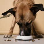 Perros y gatos: Ocho consejos para comprar su alimento