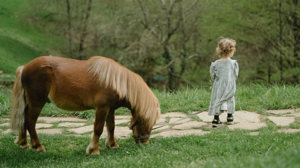 Paseos en Pony, Anastasia Shuraeva en Pexels