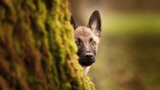 Hoy se discute el proyecto de ley que permite la caza de perros asilvestrados 