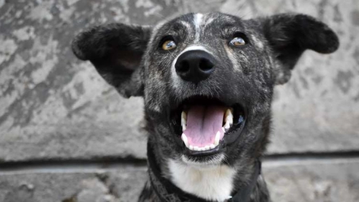 Jornada de Adopción: SuperZoo busca que 100 perros y gatos encuentren un hogar 
