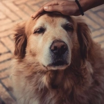 ¿Tu perro no te reconoce? Puede estar sufriendo Alzheimer canino