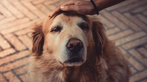 ¿Tu perro no te reconoce? Puede estar sufriendo Alzheimer canino