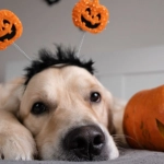 Halloween: Por qué no debemos darles dulces a nuestros animales