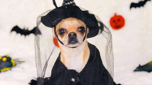 Recomendaciones para disfrazar a tus animales de forma segura en Halloween