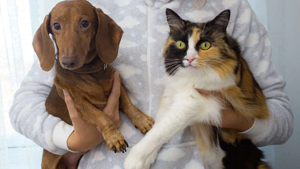 Perro y gato desparasitaciones, Nadia Vasil´eva en Pexels