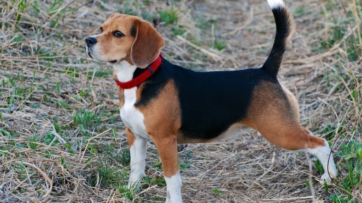 Científicos crearon perros autistas para estudiar el espectro