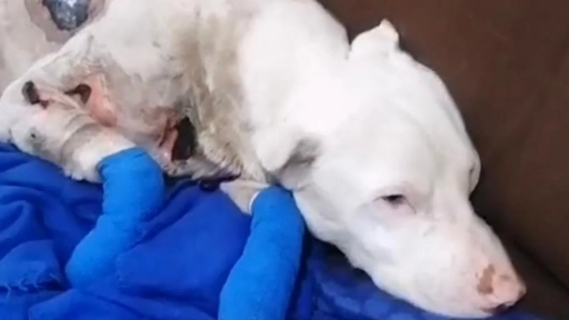 Acualización Bolt: El perrito que fue arrastrado por un camión es sometido a curaciones diarias