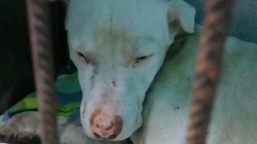 Bolt: El perrito que fue arrastrado por un camión se encuentra internado
