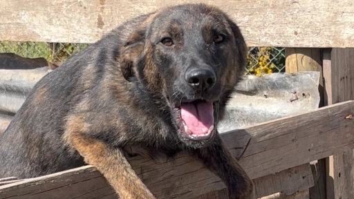 Casablanca: 80 perritos en situación de abandono necesitan hogar