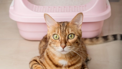 Arena para gatos natural y biodegradable ¡Puede ser eliminada en el inodoro!