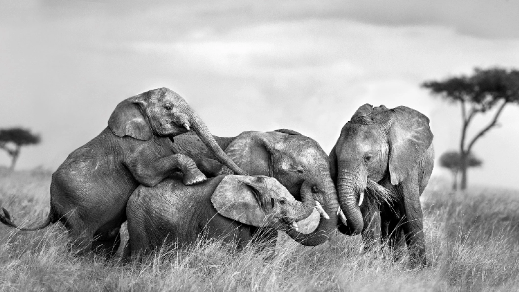 Elefantes / Marina Cano