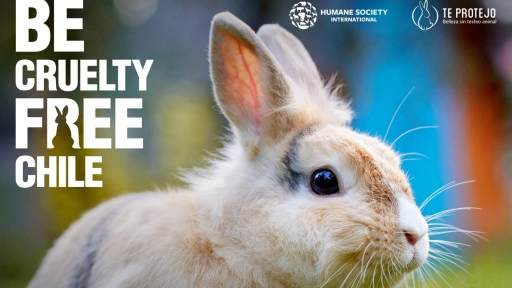 Chile a un paso de prohibir la experimentación animal para la industria cosmética