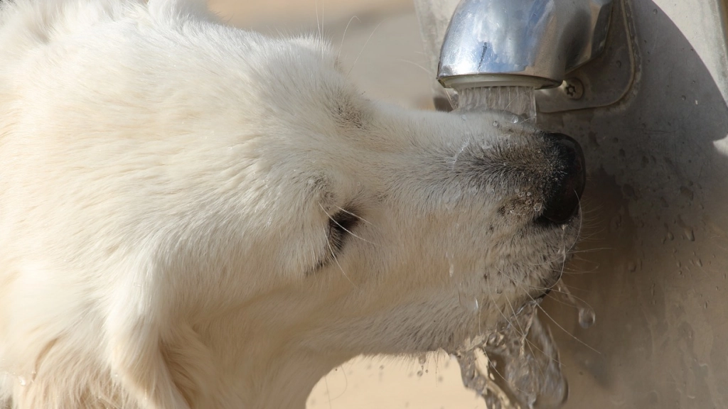 beber, agua, perro, Pixabay