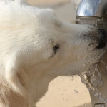 Cómo cuidar a tus animales frente a las altas temperaturas