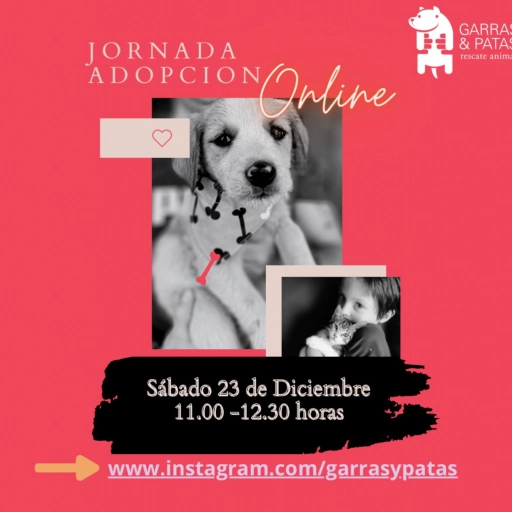 Jornada de adopción online Garras & Patas / Fundación Garras & Patas
