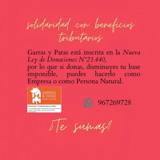 Solidaridad con beneficios tributarios  / Fundación Garras & Patas