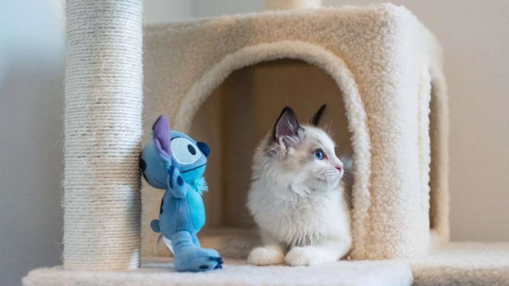 Consejos de Sanicat: El hogar ideal para tu gato, David Yu en Pexels