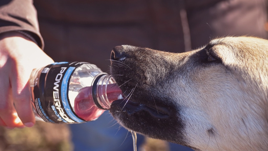 Perro tomando agua, Pixabay
