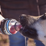 Altas temperaturas: Consejos para ayudar a nuestros animales