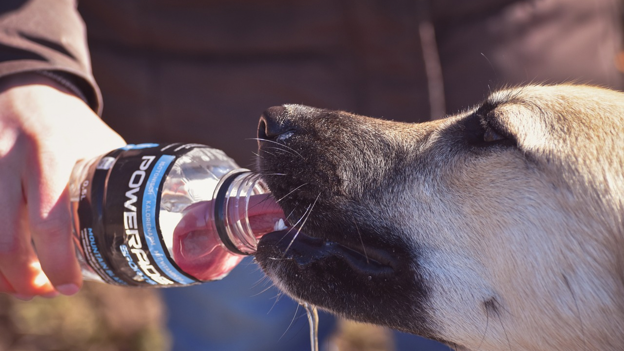 las botellas de agua mantienen alejados a los perros