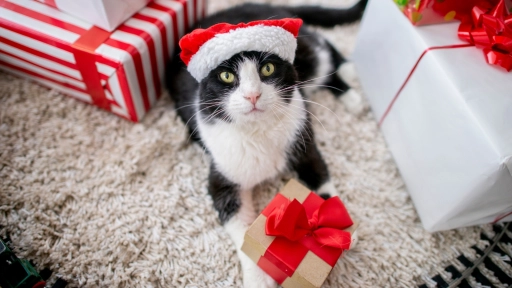 Navidad ¡Los mejores regalos para los animales y sus tutores!