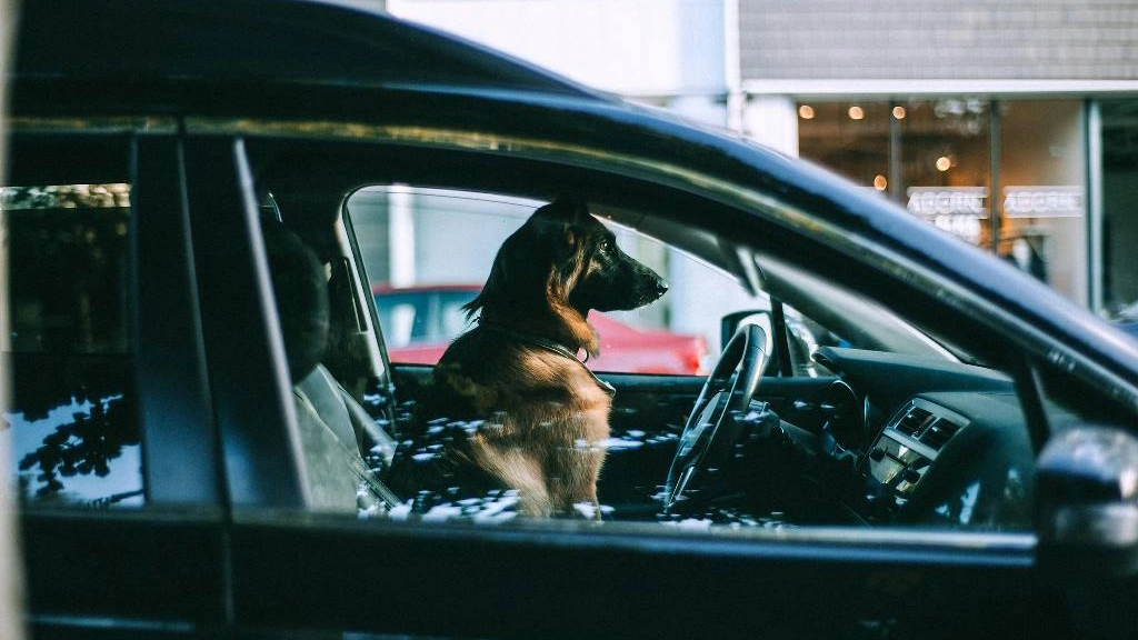 Perro en auto, Maria Orlova en Pexels