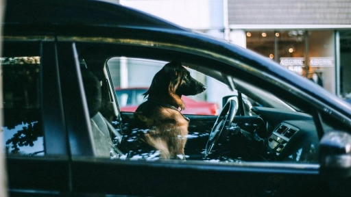 Bastan minutos para que el calor en el auto ponga en riesgo a los animales