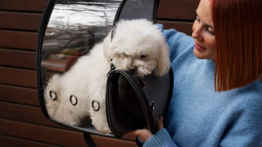 Traslados pet friendly: SeremiTT RM y EME Bus presenta modalidad de viajes interurbanos con animales