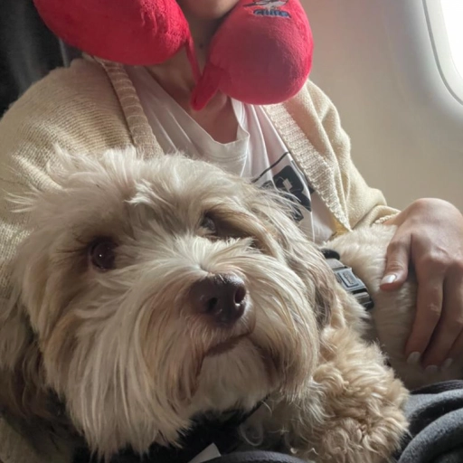 Perro en avión / Bienestar Animal - Flores de Paz