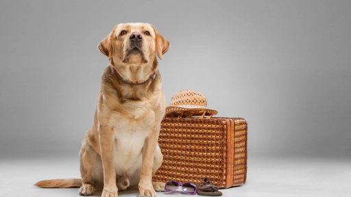 Hoteles caninos: En qué debemos fijarnos
