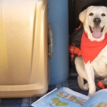 Claves para viajar de forma segura con tus animales
