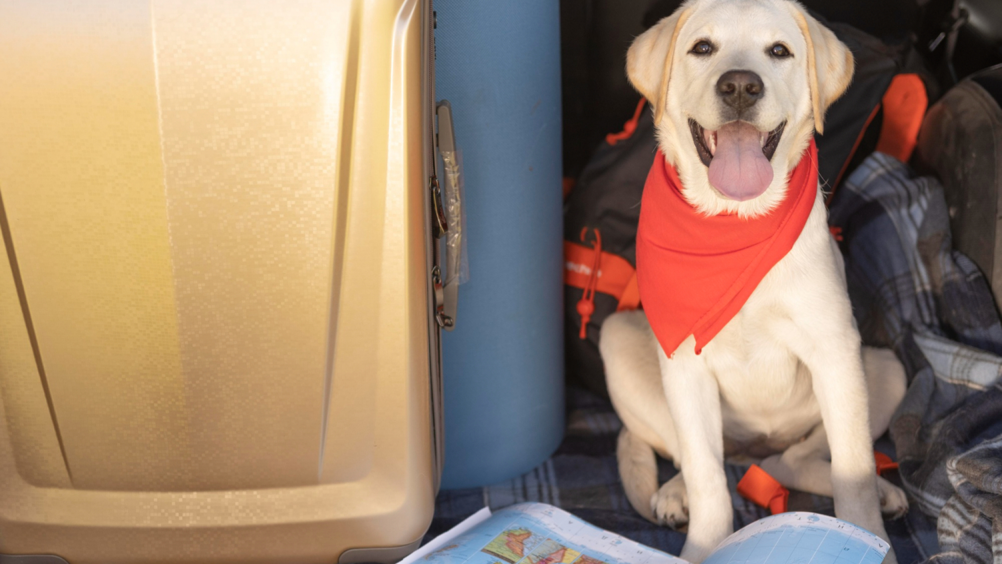 Cinco consejos para viajar seguro con tu perro - Mestizos Magazine