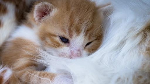 Perros y gatos recién nacidos ¿Cómo desparasitarlos? 