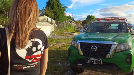 Denuncian caso de maltrato animal con resultado de muerte en Chiloé