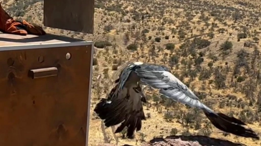 Liberan águila mora tras meses de rehabilitación