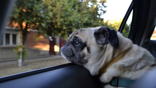 Vacaciones: Consejos para viajar con tus animales en auto 
