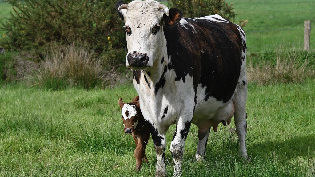 Vaca y ternero, Pixabay