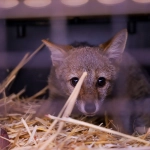 Coordinan líneas de acción ante animales por eventuales incendios forestales